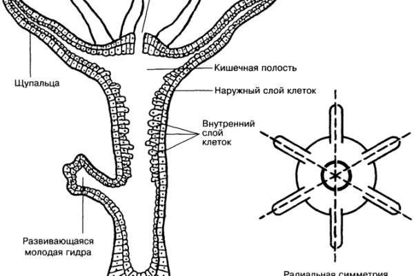 Кракен точка